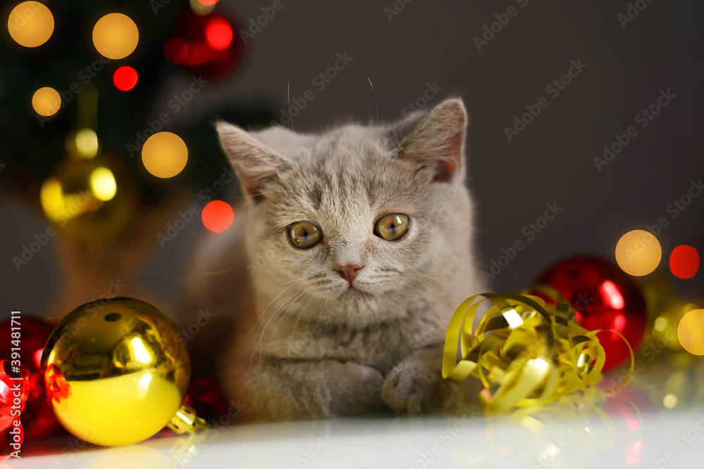 Christmas cat. Little curious funny grey kitten plays with Christmas lights and toys on festive background. Cute pets cats, valentines and Christmas card.
