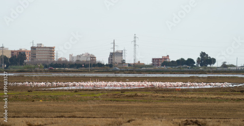 Large flamingo colony near the city skyline