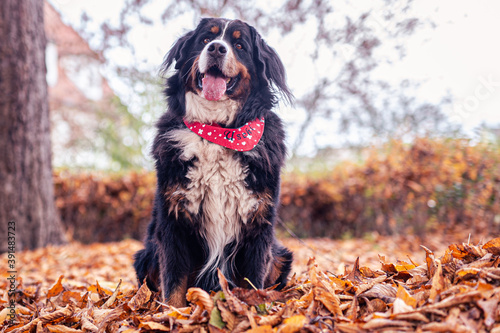 Lachender Hund mit Blätter im Herbst