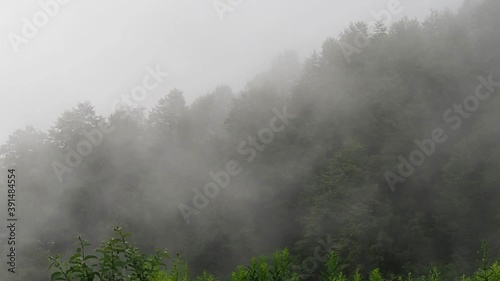 Clouds or morning fog floating in dense forest