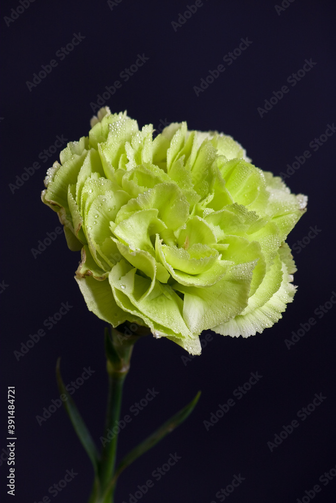 CARNATION CARNATION
