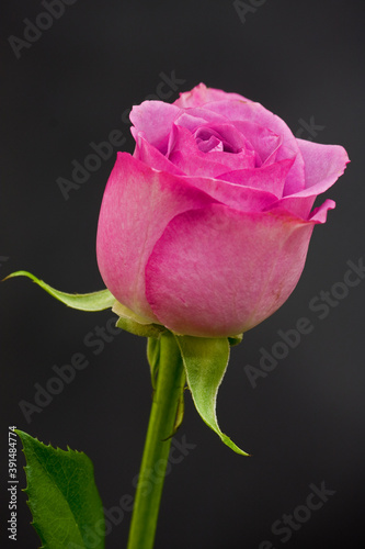 Pink Rose