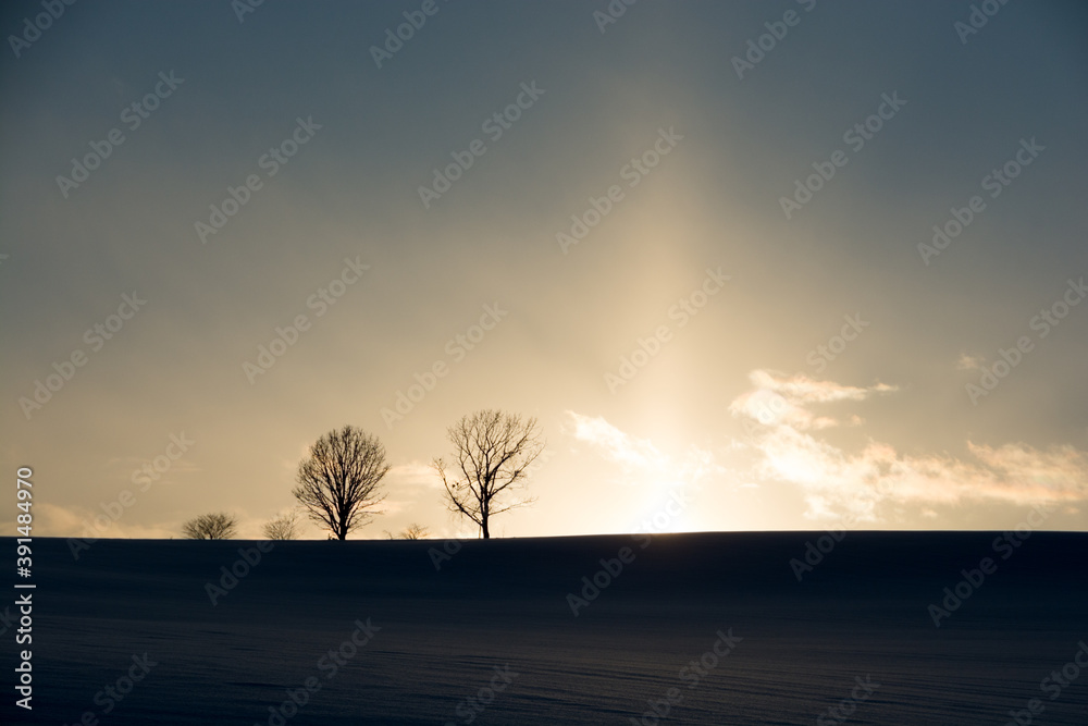 冬の美しい夕暮れの空と冬木立