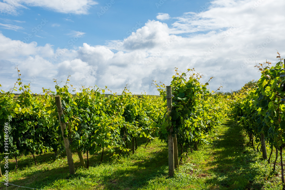 View of countryside with vineyards, a sunny day, in summer, horizontally