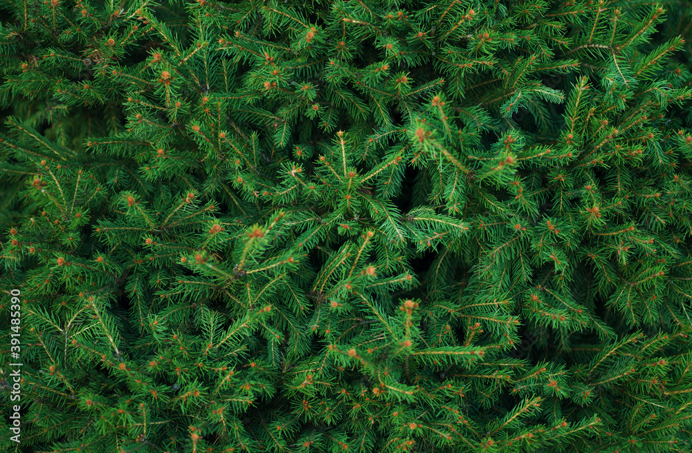 Christmas fir tree branches Christmas fir tree branches