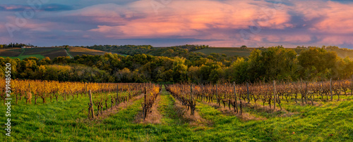 Fototapeta Naklejka Na Ścianę i Meble -  Vineyard Sunrise in Bordeaux Vineyard,France, High quality photo