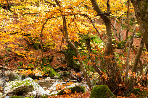 Photograph of the beech forest of Ciñera, Leon (Spain) known as Faedo, declared the best preserved forest in Spain in 2007.  photo