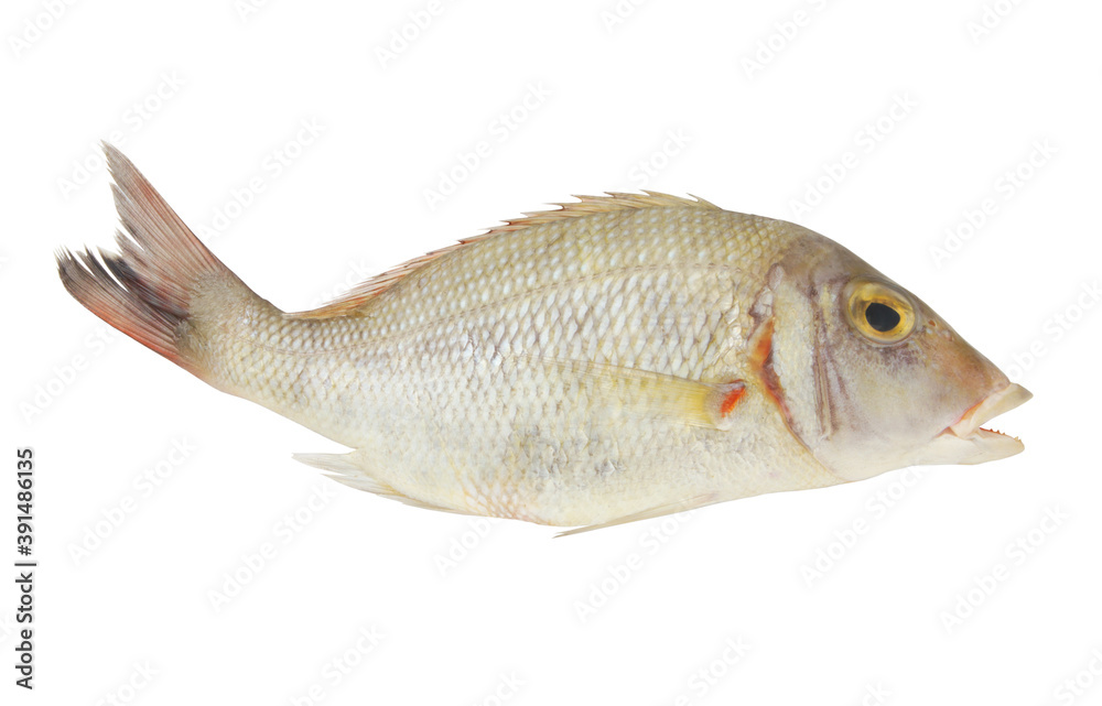 Fresh pink ear emperor fish isolated on white background