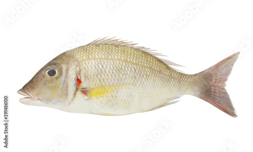 Fresh pink ear emperor fish isolated on white background
