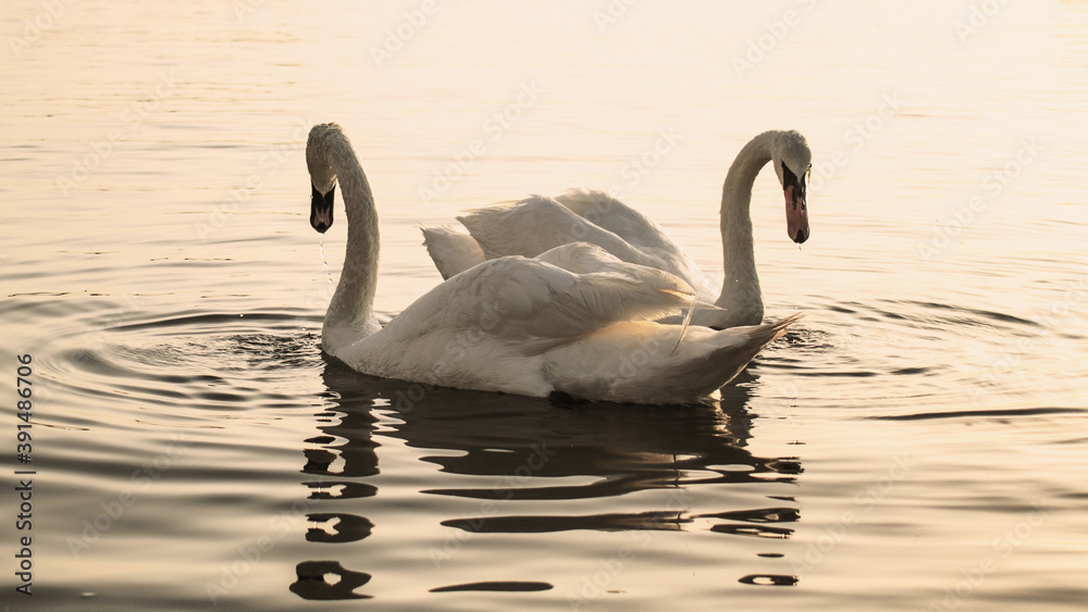 Obraz premium Two swans on the lake. Mating ritual.