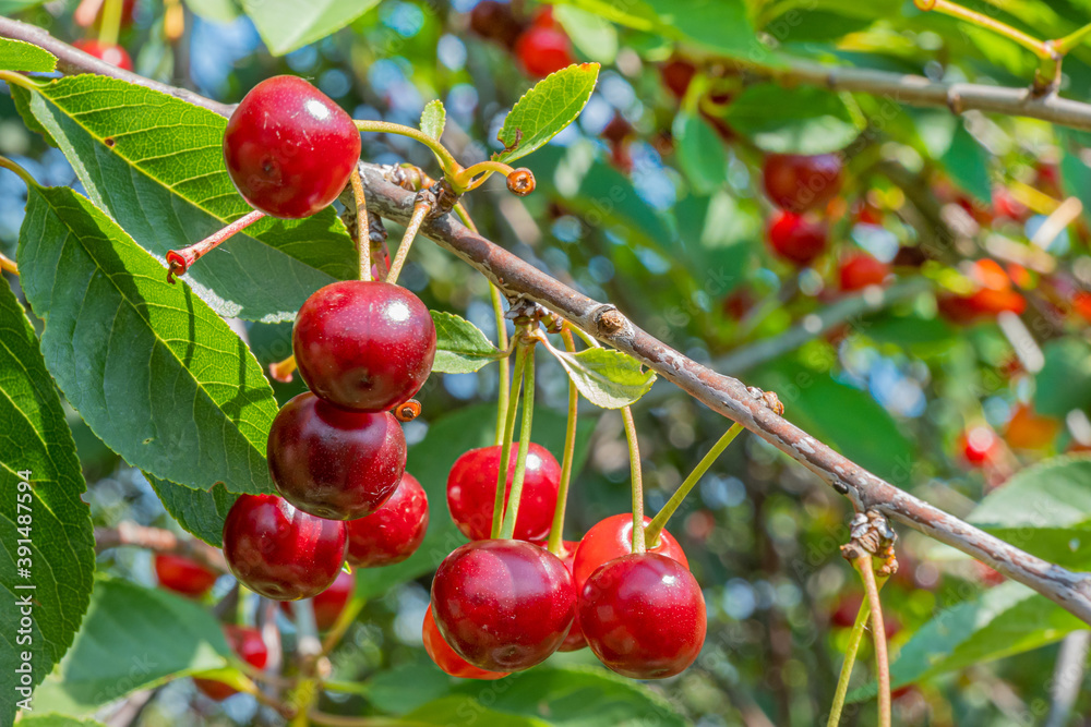 Obraz premium Cherry tree on a bright Sunny day