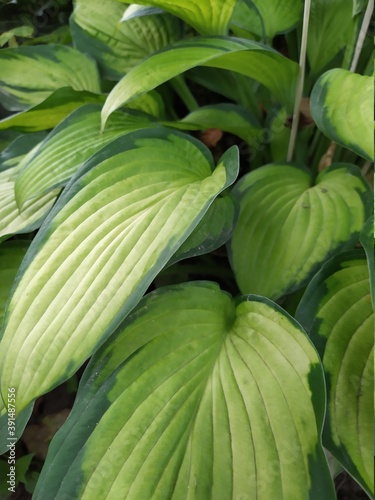 beautiful background leaves hosts pattern.Beautiful Grenn Yellow Leaves Of Hosta. Natural Floral Background.