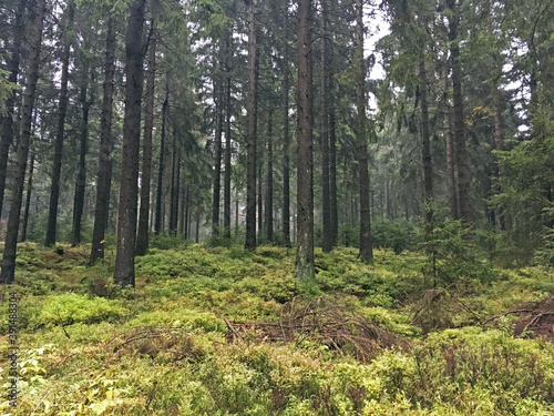 Wallpaper Mural Thüringer Wald Torontodigital.ca