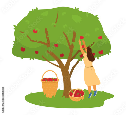 Woman Farmer Collecting Apples Harvest From Apple Tree Into Basket Vector Illustration.