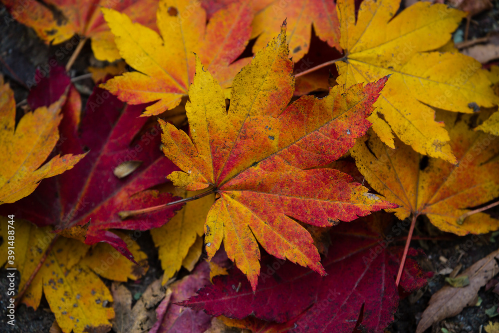 autumn maple leaves