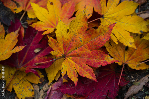 autumn maple leaves