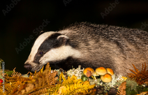 Badger (Scientific name: Meles Meles) Wild, native badger foraging at night in Autumn or Fall with golden ferns and toadstools. Close up. Horizontal. Space for copy.
