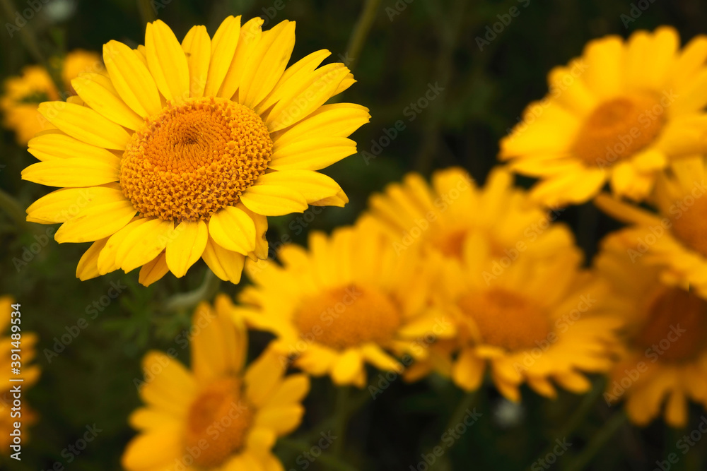 Yellow daisies. Close-up photo. Natural background. Yellow daisies. Close-up photo. Natural background.