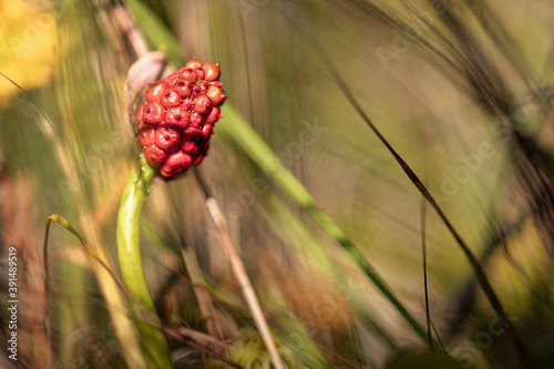 Photos Calla (bog arum, marsh calla, wild calla, squaw claw, and water-arum)
