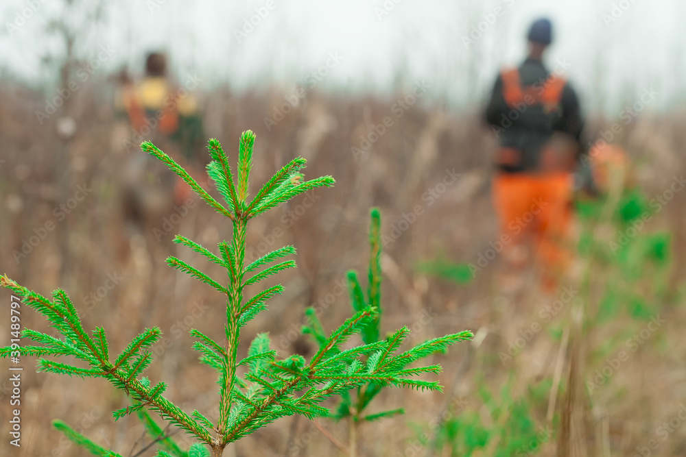 Coniferous sapling in the foreground. In the background, a forester takes care of the forest. Coniferous sapling in the foreground. In the background, a forester takes care of the forest.