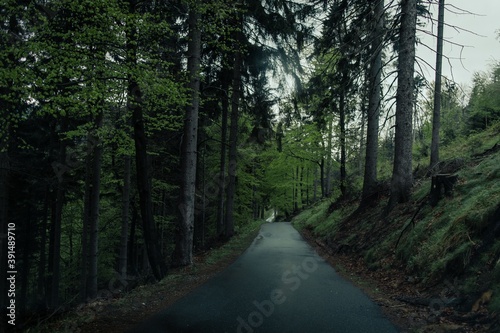 Narrow Forest Road