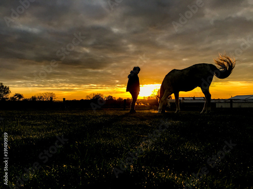 cheval equitation soleil soir saison environnement loisir