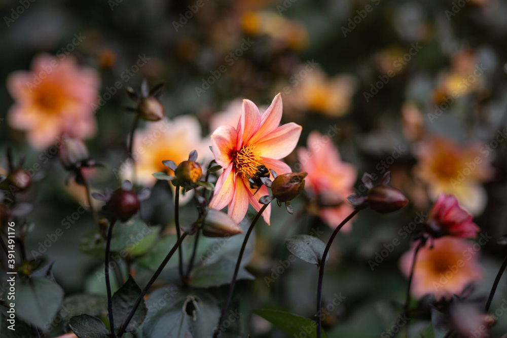 Flower of orange dahlia with a bee, close up, selective focus Flower of orange dahlia with a bee, close up, selective focus