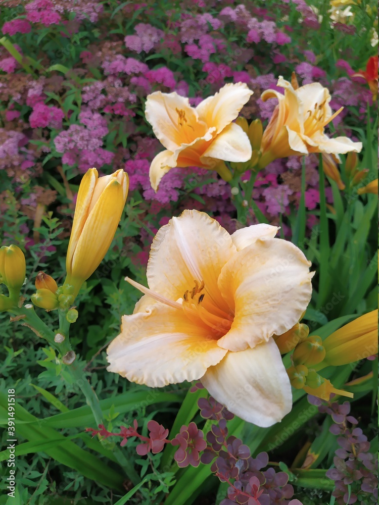 beautiful blooming orange daylily on the background of other plants in the flowerbed.