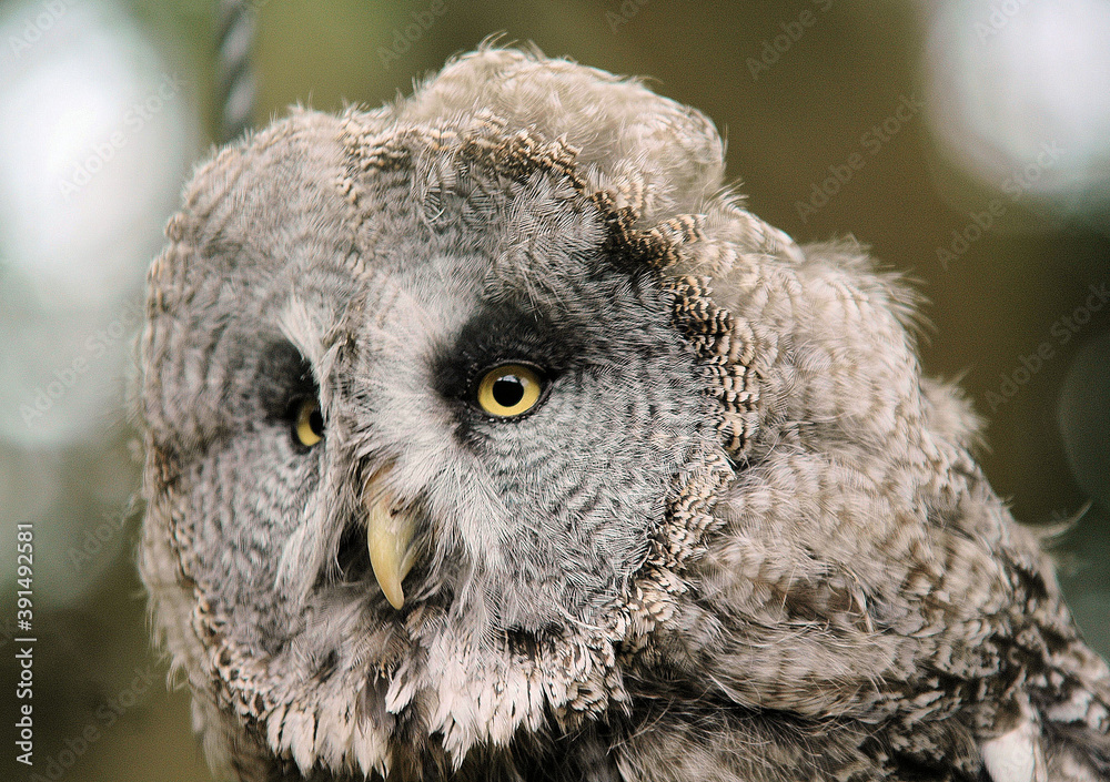 Fototapeta premium great grey owl