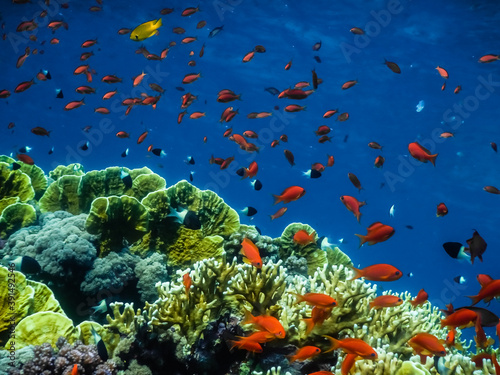 many colorful fishes and corals in blue sea in egypt © thomaseder