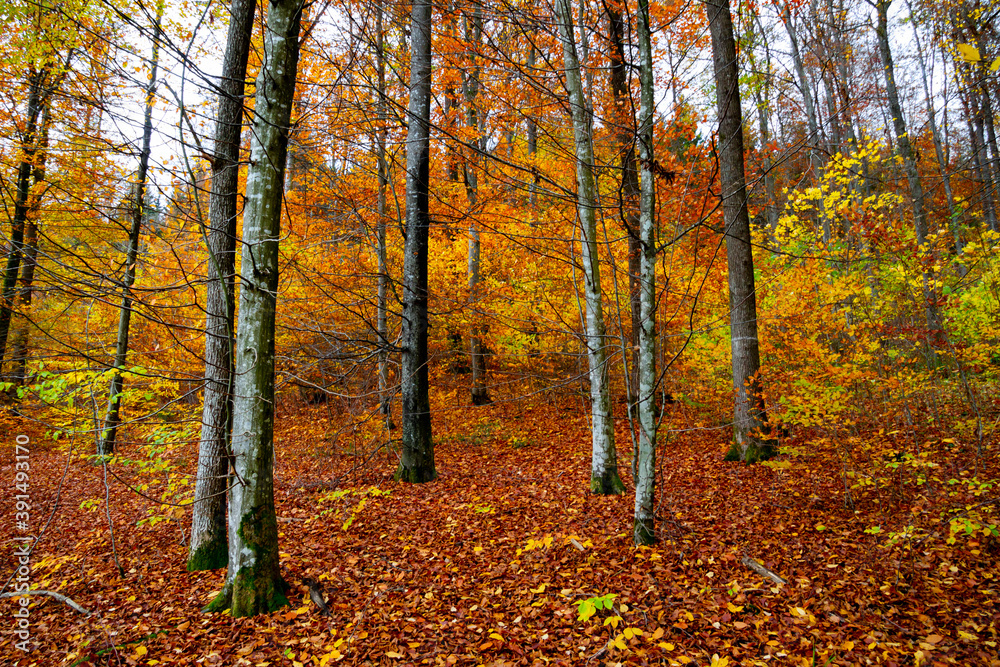 Autumn forest trees for natural autumn background