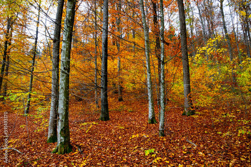 Autumn forest trees for natural autumn background © Robert Knapp