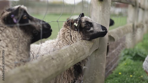 Brown and white sheeps sticking their snout out of a wood and wire fence photo