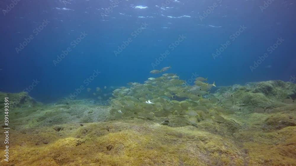 School of grey fish underwater on seabed of volcanic origin of La Palma Canary Islands in Atlantic ocean. Camouflage grey color of fish on seabed of La Palma Canary Islands. Undersea world. School of grey fish underwater on seabed of volcanic origin of La Palma Canary Islands in Atlantic ocean. Camouflage grey color of fish on seabed of La Palma Canary Islands. Undersea world.