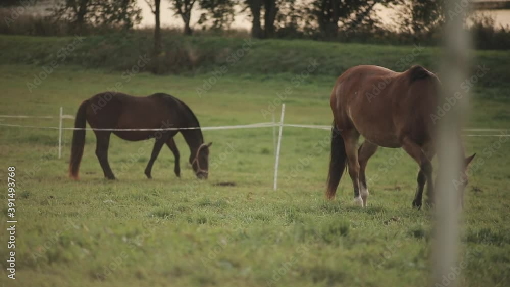 Two brown horses eating grass on fenced pastures of a ranch against a background of trees Two brown horses eating grass on fenced pastures of a ranch against a background of trees
