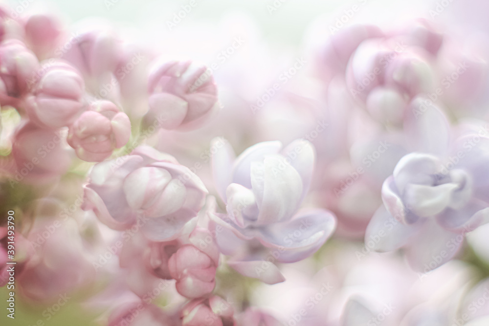 abstract flowers lilac delicate blurry abstract flowers lilac delicate blurry