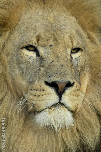african lion 