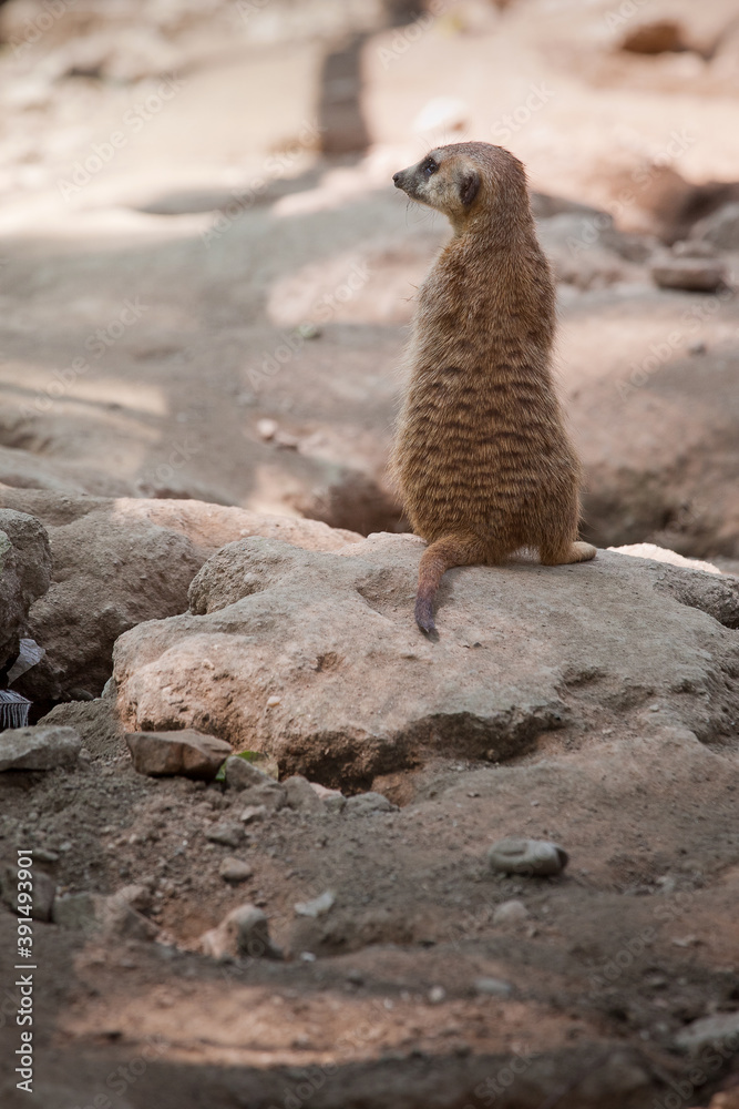 Fototapeta premium Meerkat on alert, on the watch