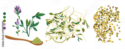 Alfalfa flowering plant,sprouts,beans and spoon with powder.Vegan organic food from lucerne.Grain and seeds.Doodle vector poster for cafe menu.Livestock fodder.Herbs for alternative medicine.