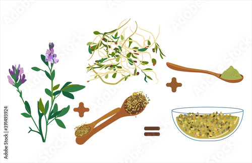Alfalfa purple therapeutic flowers,beans,seeds.Vegan organic products.Lucerne sprouts and powder.Spoon with grain.Hand drawn doodle vector poster for cafe menu.Livestock fodder.Herbs for medicine