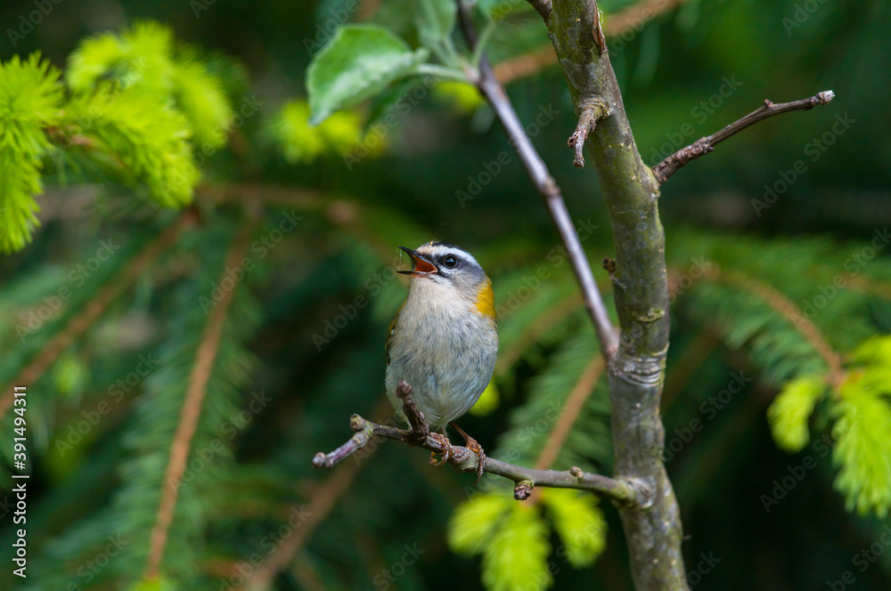 Sommergoldhähnchen Sommergoldhähnchen