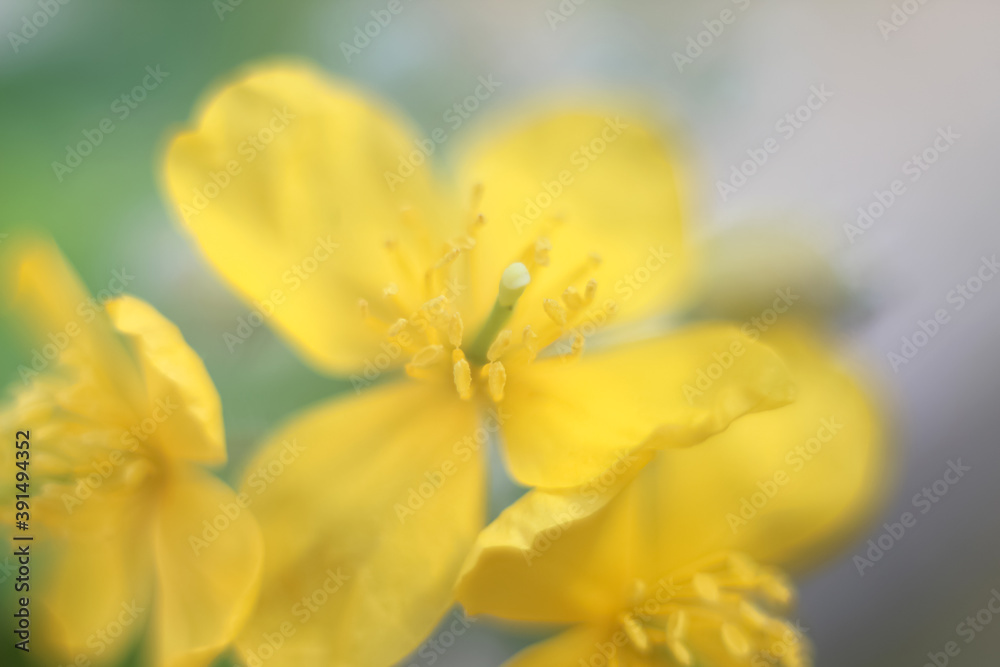 Blurred yellow flower background bokeh