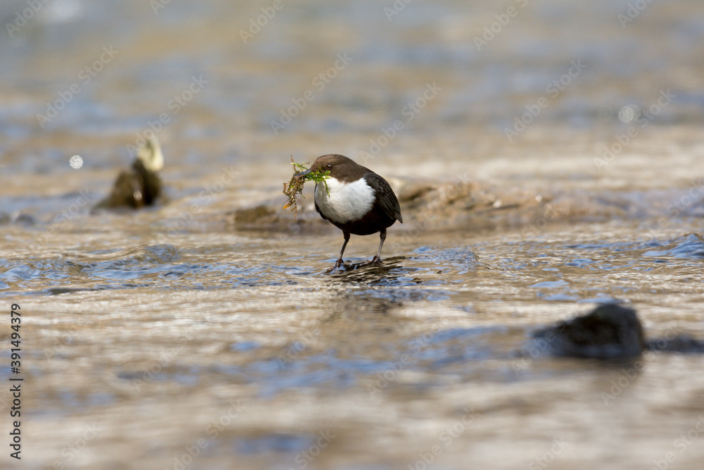 Wasseramsel beim Nestbau Wasseramsel beim Nestbau
