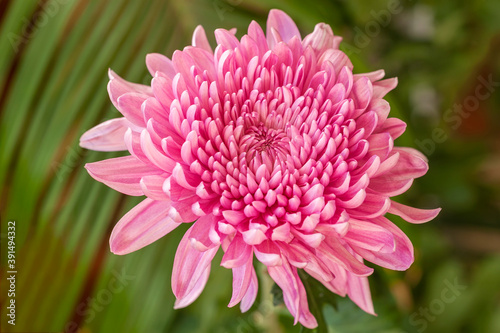 Closeup one pink purple chrysanthemum. Concept of spring  beauty in nature  gardening  flowers