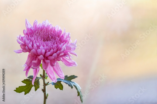 Colorful freshpink chrysanthemum close up, selective focus, festive sunny background, concept of spring, summer, holidays and gifts photo