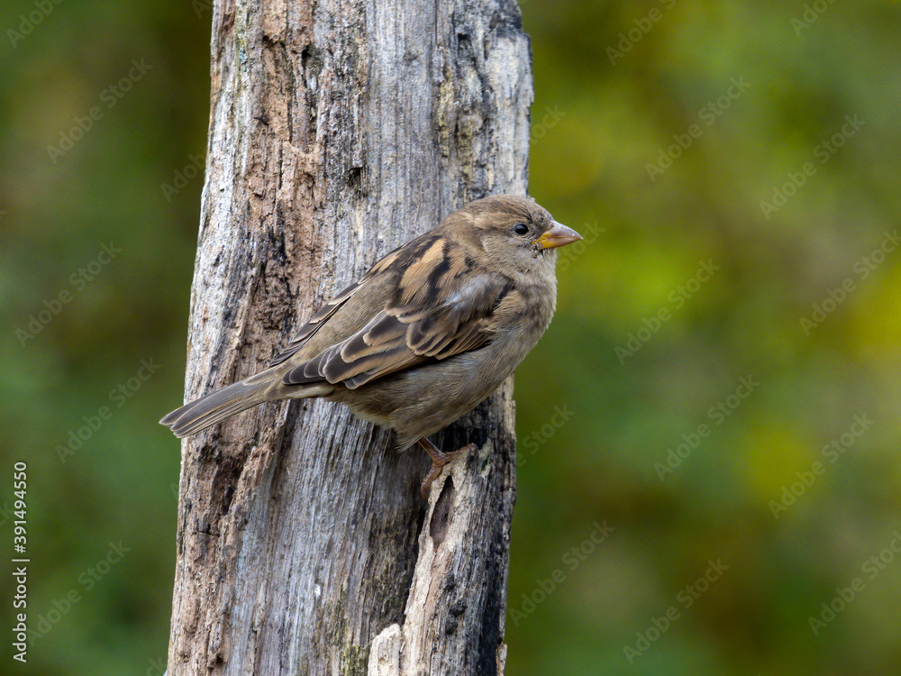 Naklejka premium Haussperling