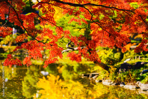 Landscape of Japanese autumn color tree