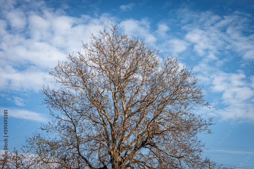 Closeup of a bare tree on blue sky with clouds in winter, Lessinia Plateau, Veneto, Italy, Europe. Closeup of a bare tree on blue sky with clouds in winter, Lessinia Plateau, Veneto, Italy, Europe.
