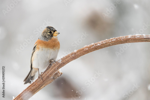 Brambling male in winter season (Fringilla montifringilla) © manuel