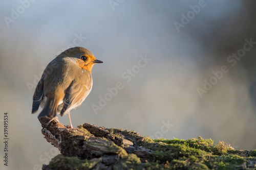 The Robin's dawn (Erithacus rubecula) © manuel